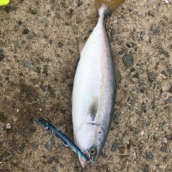 ツバス祭りまだまだ続く