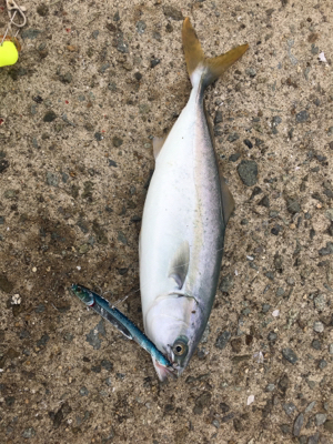 ツバス祭りまだまだ続く