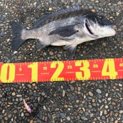 チヌが遊んでくれました。