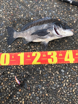 チヌが遊んでくれました。