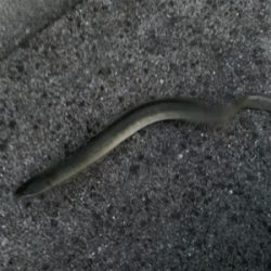 うなぎ、キビレ