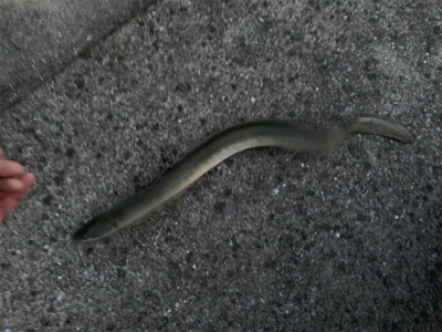 うなぎ、キビレ