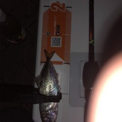 アジング メバリング