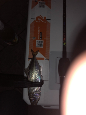 アジング メバリング