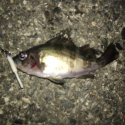 まだまだメバル