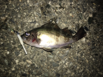 まだまだメバル