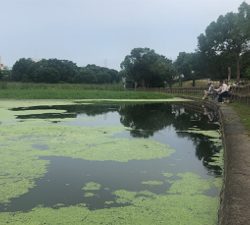 たまにはギンブナ釣り！