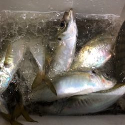 アジ4時間耐久バトル