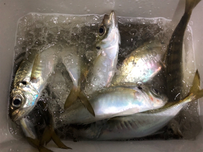 アジ4時間耐久バトル