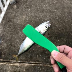 南港サバ楽しい！