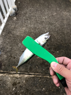 南港サバ楽しい！