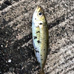 もう大きいのはいないか