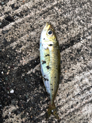 もう大きいのはいないか