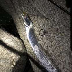 ワインド太刀魚からジギング