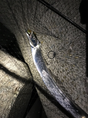 ワインド太刀魚からジギング