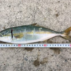 貝塚ライトゲーム