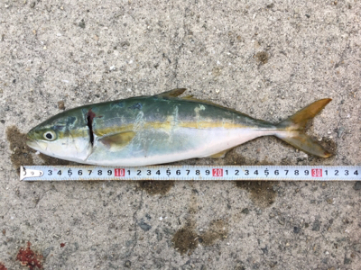 貝塚ライトゲーム