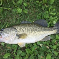 つりぴぃぽぉ釣果