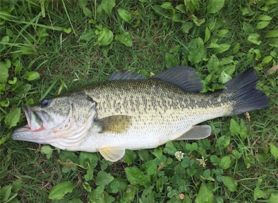 つりぴぃぽぉ釣果
