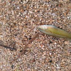 シロギスを求めて日本海