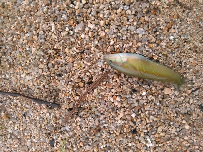 シロギスを求めて日本海