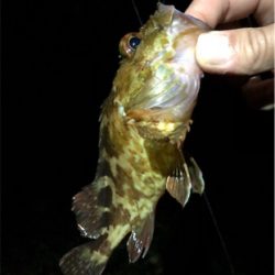 まだまたメバル