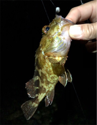 まだまたメバル