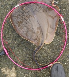 鈴鹿サーフ!マゴチシーズン突入ですね