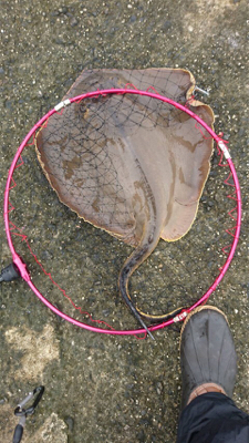 鈴鹿サーフ!マゴチシーズン突入ですね