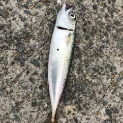 のんびり釣りしましょ〜