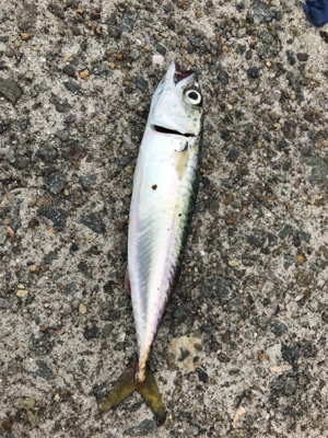 のんびり釣りしましょ〜