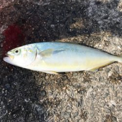 紀州釣り 難しくて面白い！