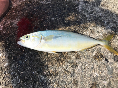 紀州釣り 難しくて面白い！