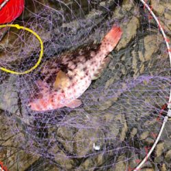 見老津で磯釣り