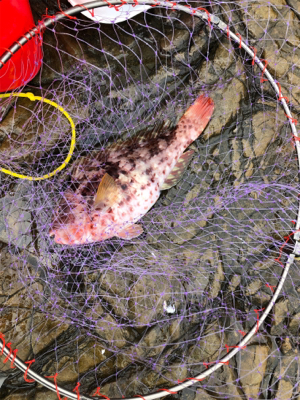 見老津で磯釣り