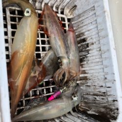 人生初デイイカメタル