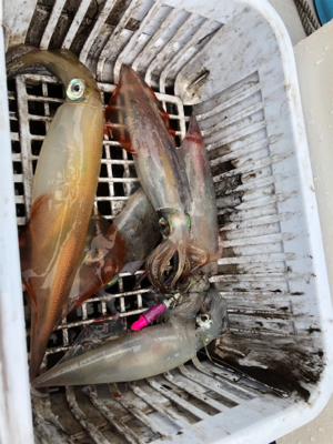 人生初デイイカメタル