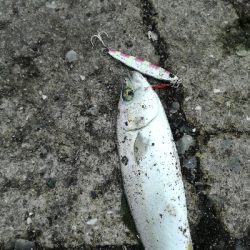 雨のちツーバス