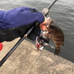 豆アジング超ムズ