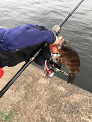 豆アジング超ムズ