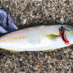 雨上がりツバスゲーム