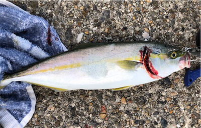 雨上がりツバスゲーム