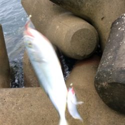 タチウオテンヤとジグサビキ