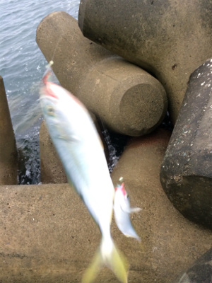 タチウオテンヤとジグサビキ