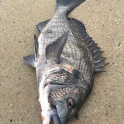 イワシのボイル