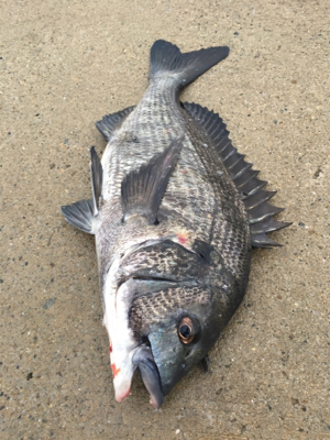 イワシのボイル