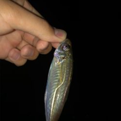 アジング好調キープ!