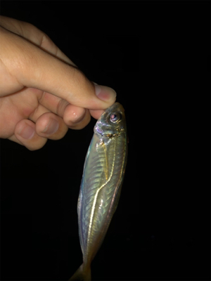 アジング好調キープ!