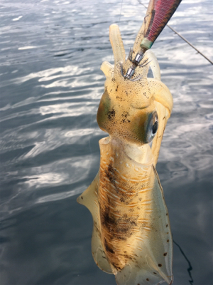 ボートエギング