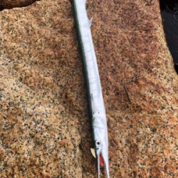 シーバスはどこへ？